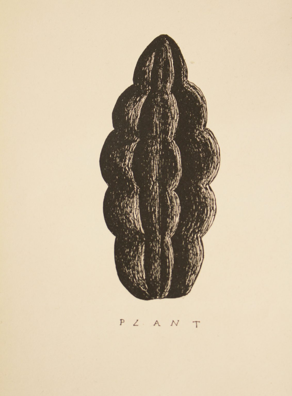 Plant 2